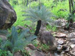 Image of Cycad