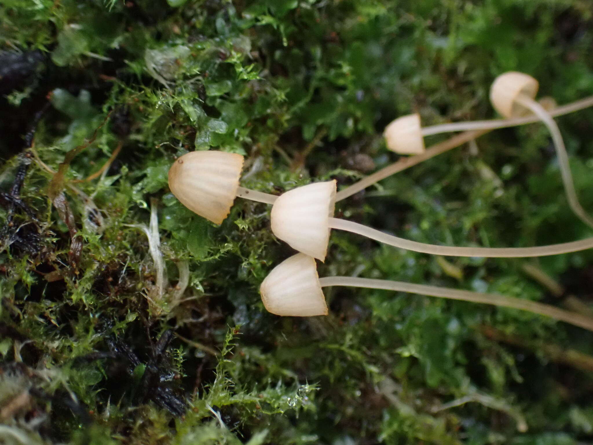 Слика од Mycena pterigena (Fr.) P. Kumm. 1871