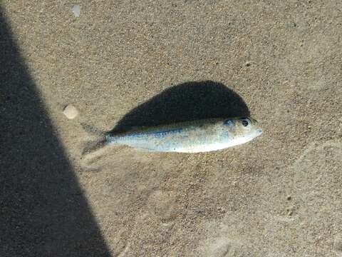 Image of Red Sea hardyhead silverside