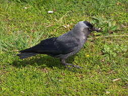 Image of Jackdaws