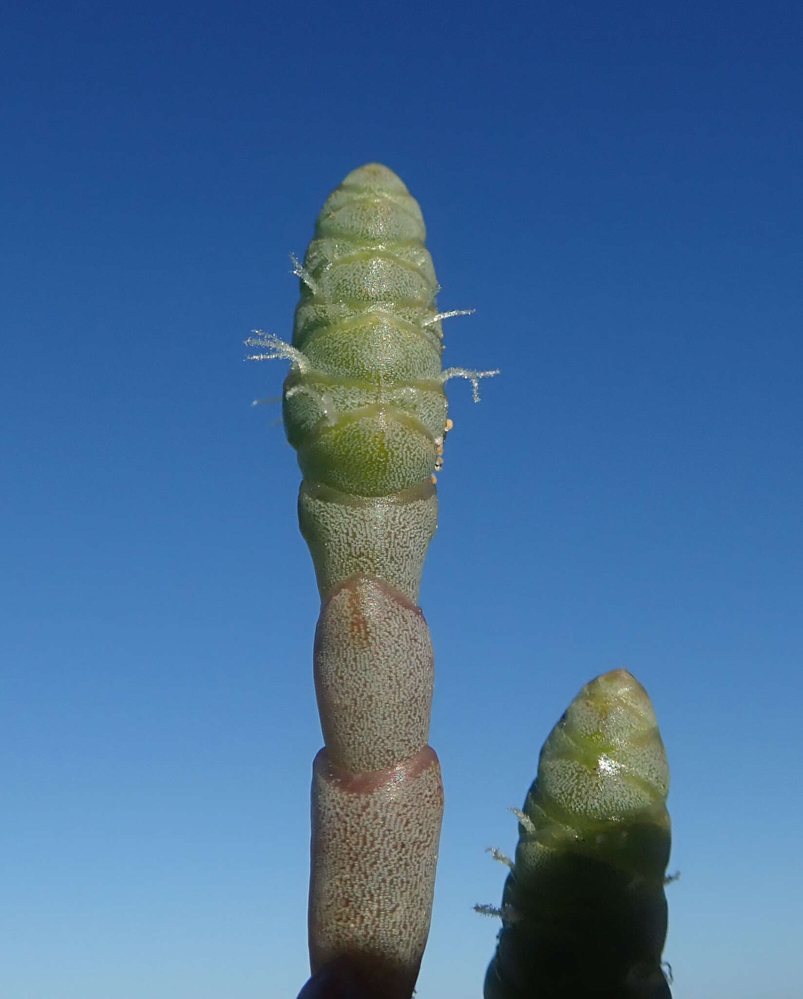 Image of Salicornia pachystachya Bunge ex Ungern-Sternb.