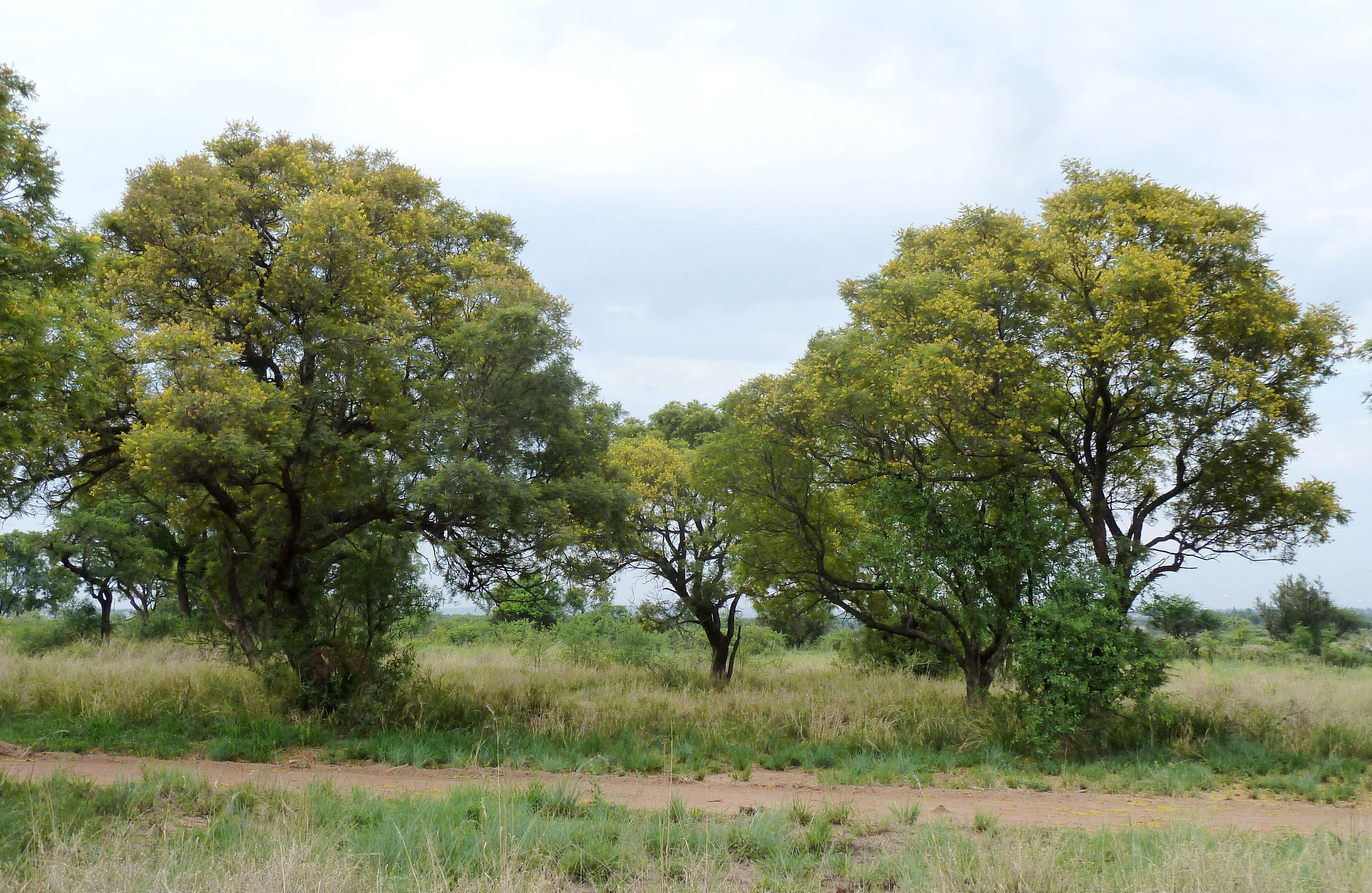 Peltophorum africanum Sond. resmi