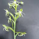 Imagem de Habenaria agapitae R. González & Reynoso