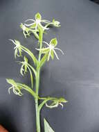 Слика од Habenaria agapitae R. González & Reynoso