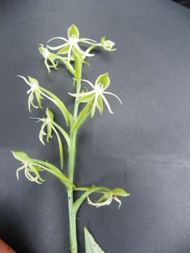 Habenaria agapitae R. González & Reynoso的圖片