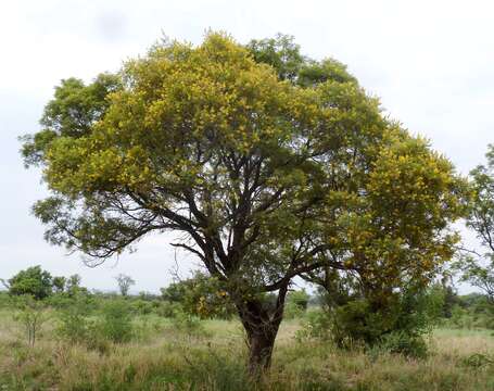 Imagem de Peltophorum africanum Sond.