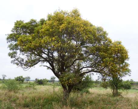 Image of African weeping-wattle