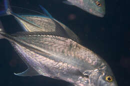 Слика од Carangoides oblongus (Cuvier 1833)