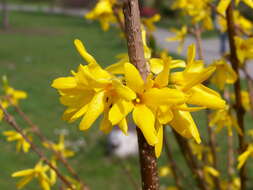 Image de Forsythia intermedia Zabel