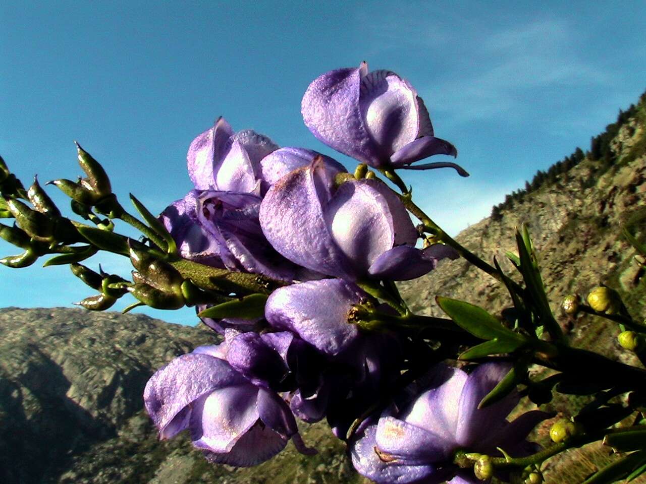 Слика од Aconitum napellus L.