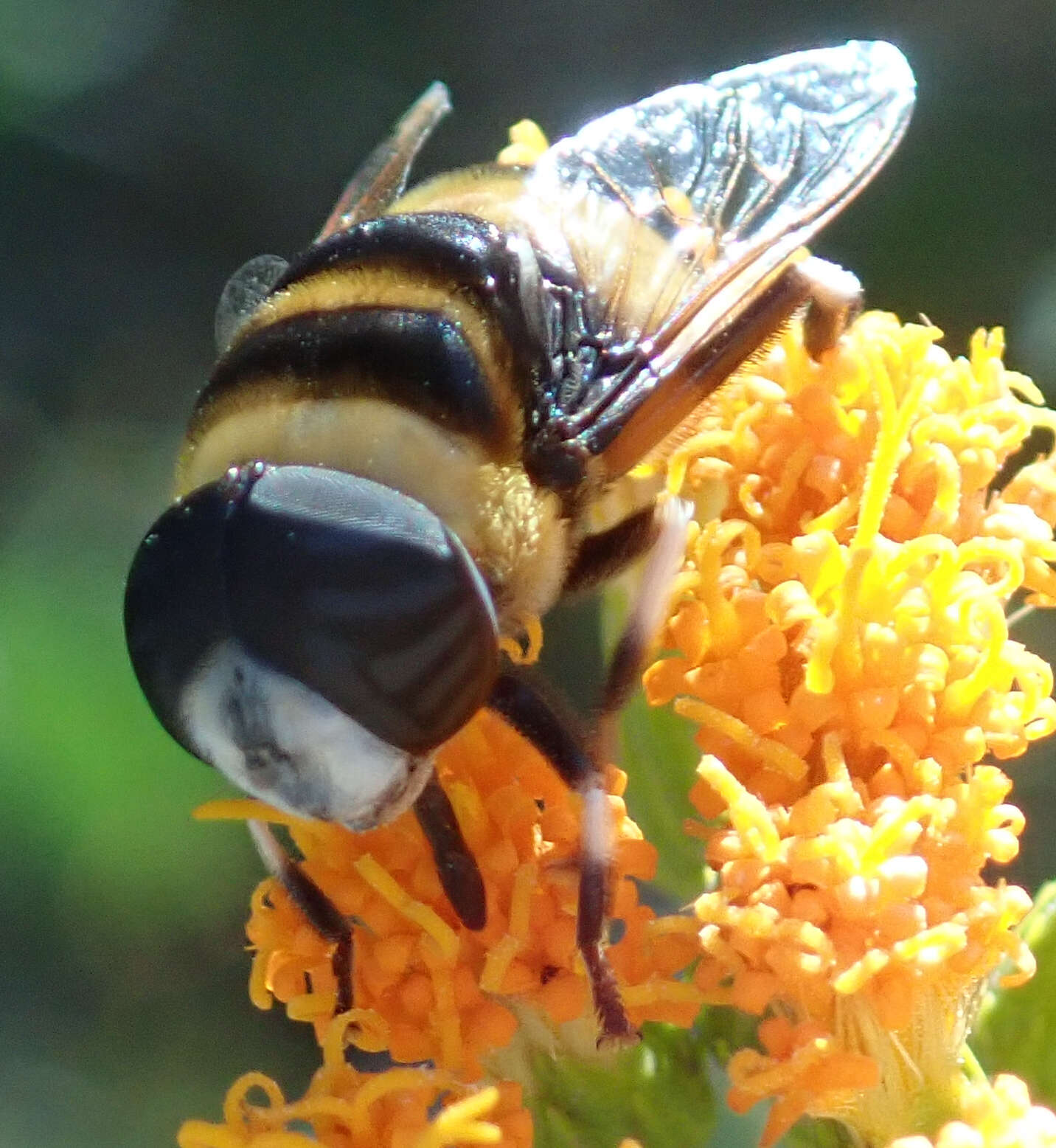 Imagem de Phytomia curta (Loew 1858)