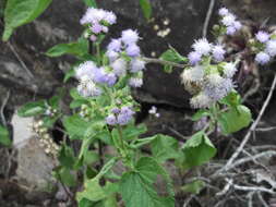 Imagem de Ageratum conyzoides L.