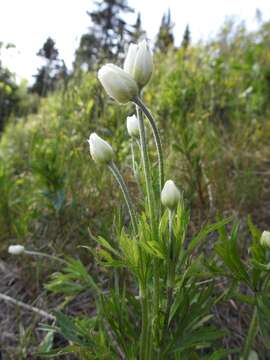 Imagem de Anemone multifida subsp. multifida