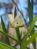 Lathyrus lanszwertii subsp. lanszwertii resmi