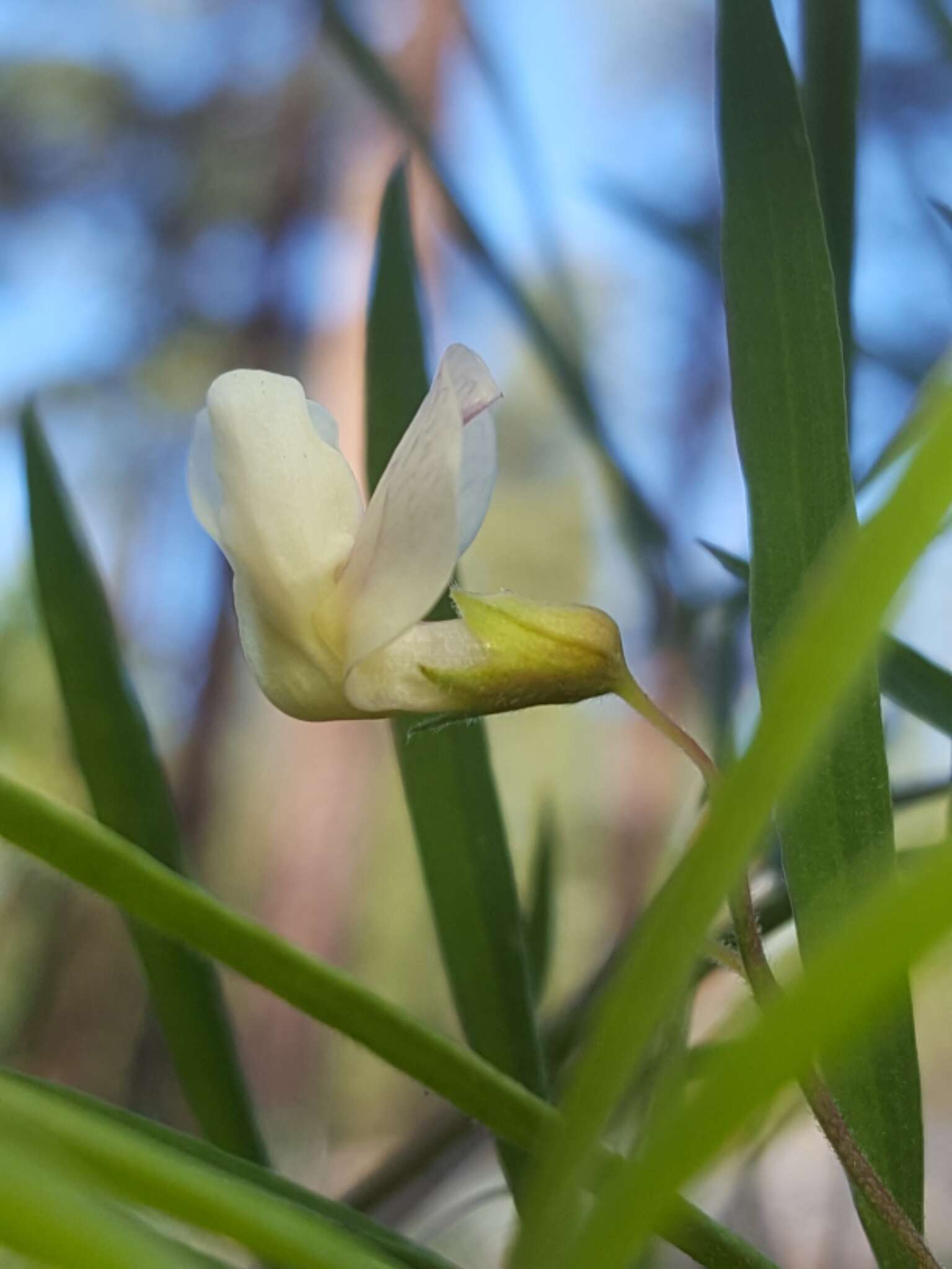 Imagem de Lathyrus lanszwertii subsp. lanszwertii