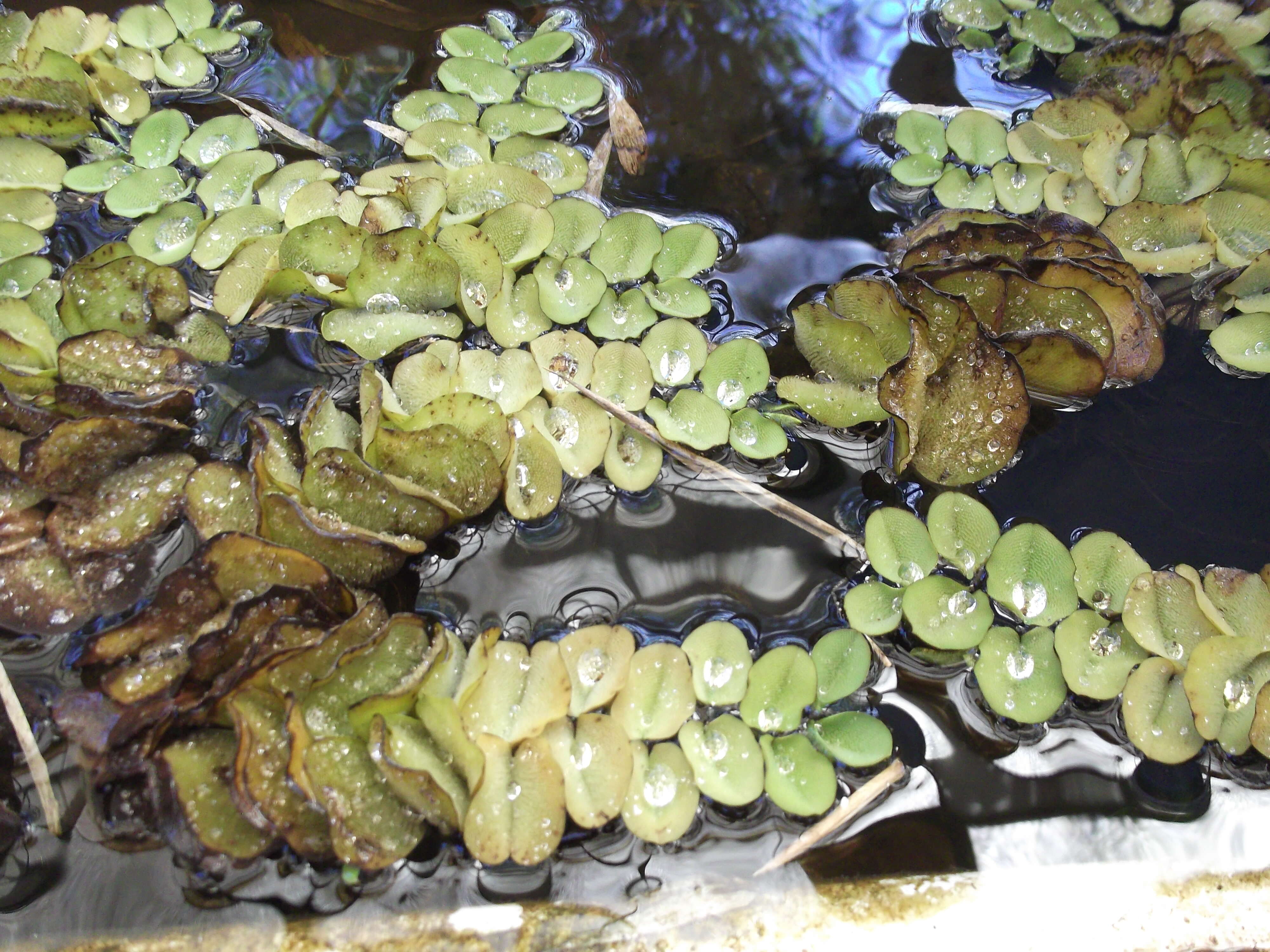 Image of eared watermoss