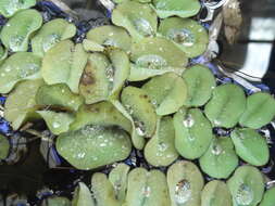 Image of eared watermoss