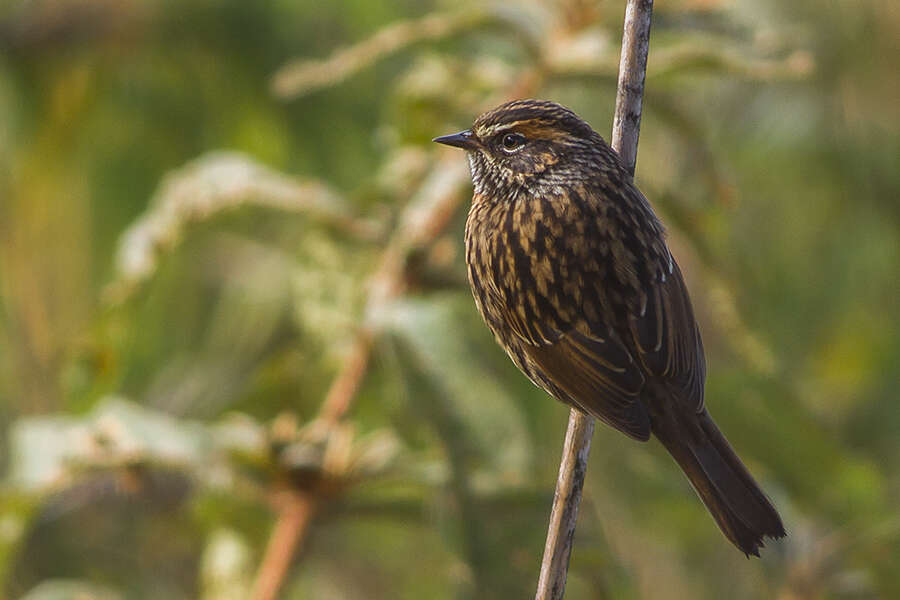 Imagem de Prunella strophiata (Blyth 1843)