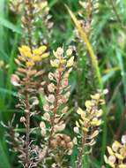 Image of Argentine pepperwort