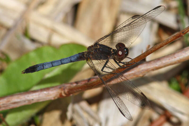 Image of Little Blue Dragonlet