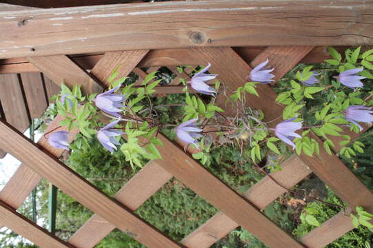 Image of alpine clematis