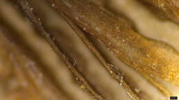 Image of Coprinellus aokii (Hongo) Vilgalys, Hopple & Jacq. Johnson 2001
