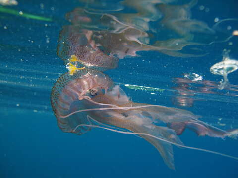 Image of Purplestriped jellyfishes