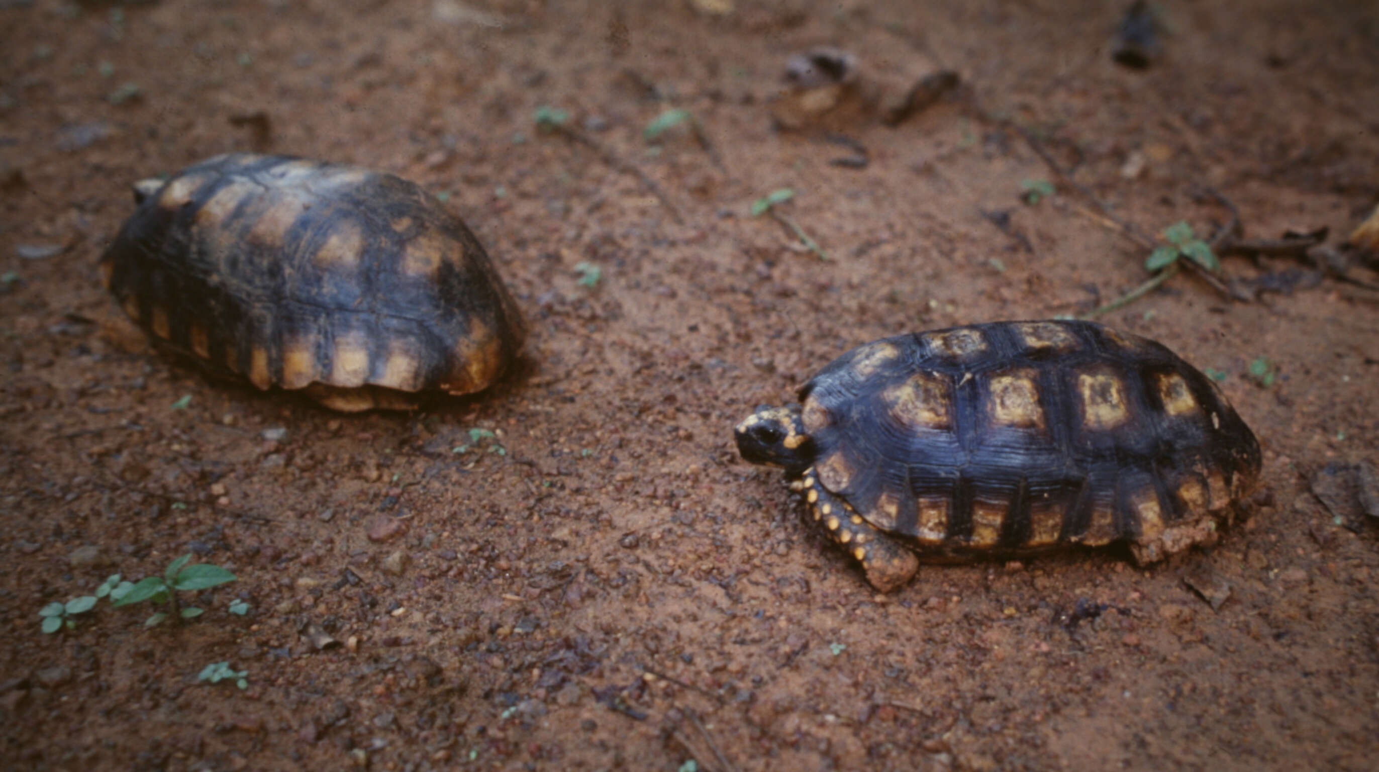 Image of Yellow-footed Tortoise