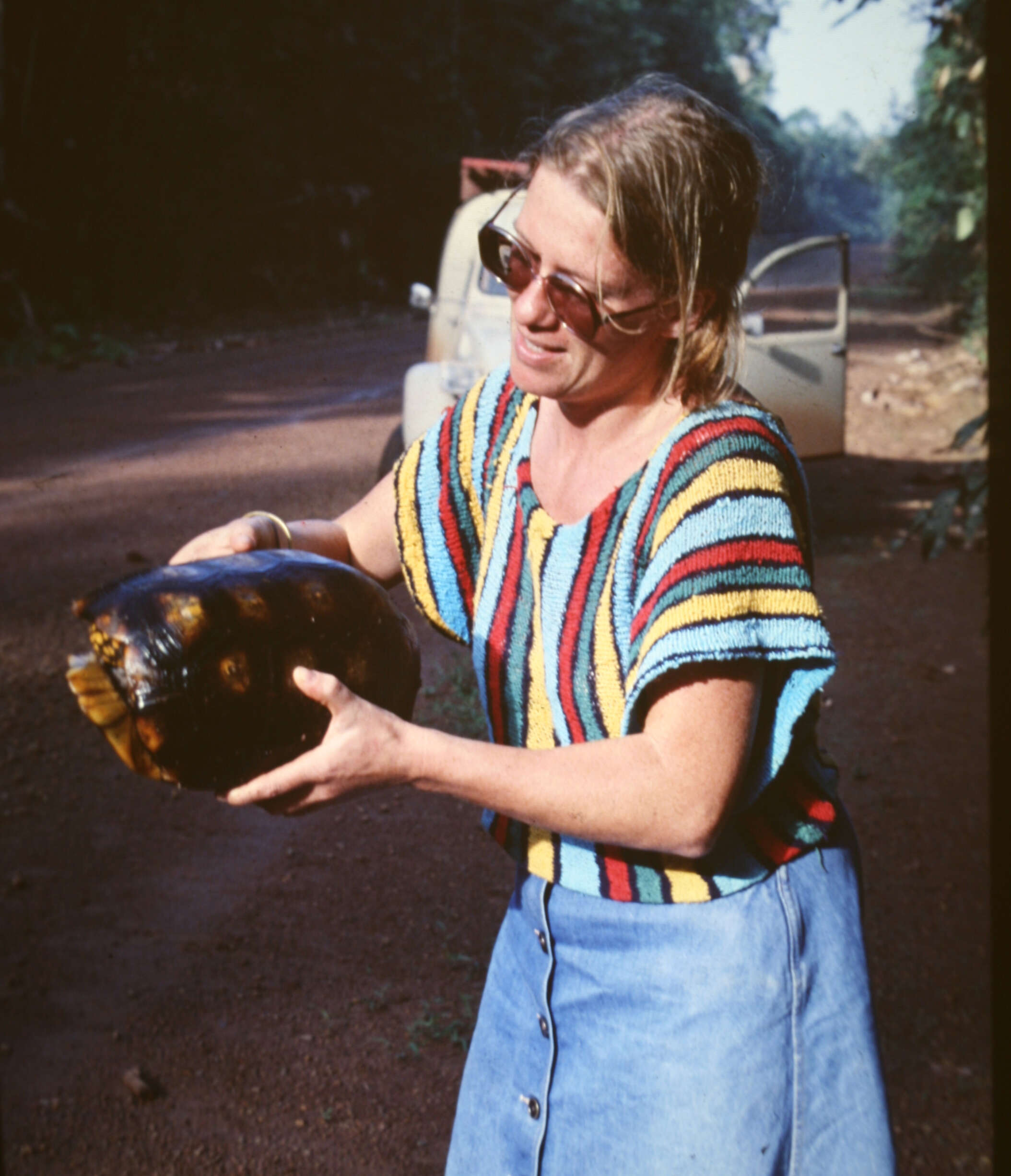 Image of Yellow-footed Tortoise