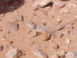 Image of Desert Agama