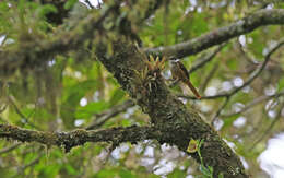 Image of Streaked Tuftedcheek