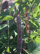 Sivun Erythrina flabelliformis Kearney kuva