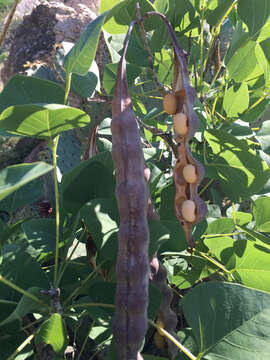 Sivun Erythrina flabelliformis Kearney kuva