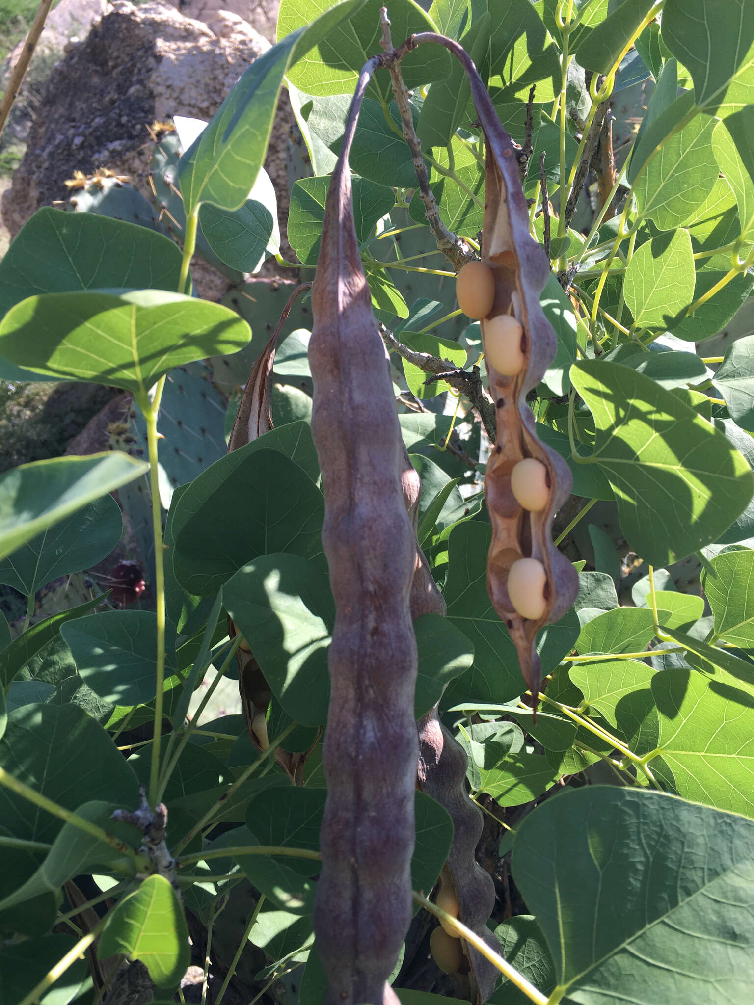 Sivun Erythrina flabelliformis Kearney kuva