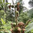 Image of Alpinia hainanensis K. Schum.