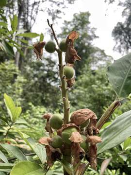 Alpinia hainanensis K. Schum.的圖片