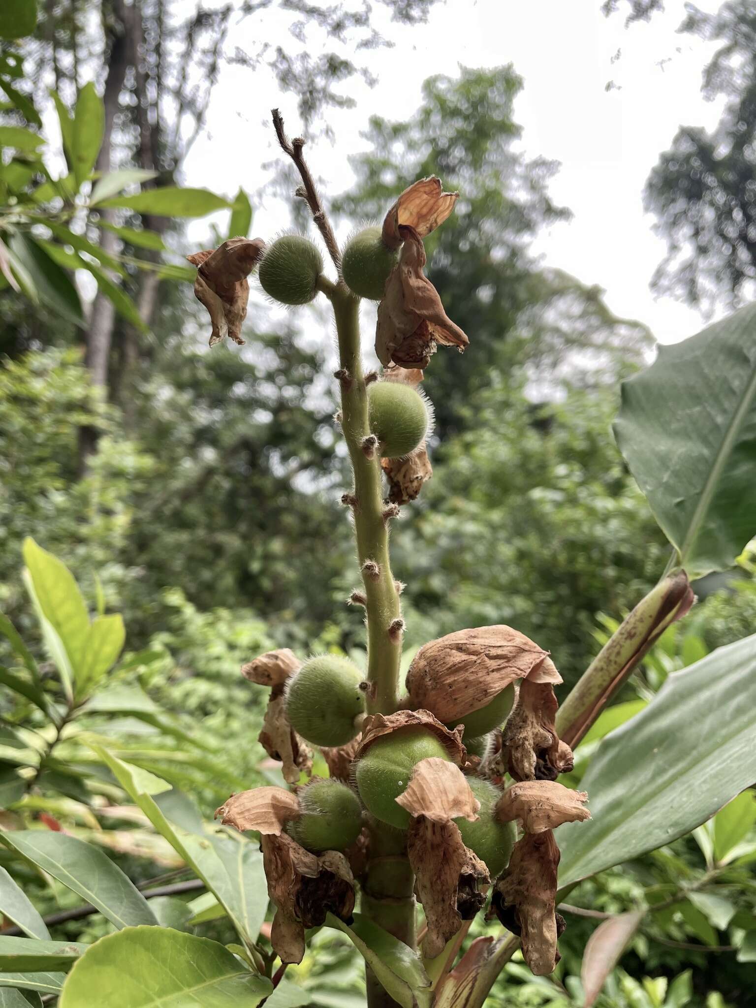 Image of Alpinia hainanensis K. Schum.