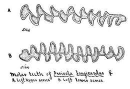 Imagem de Microtus longicaudus (Merriam 1888)