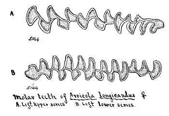 Imagem de Microtus longicaudus (Merriam 1888)