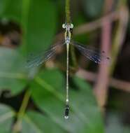 Image de Platylestes kirani