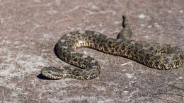 Image of Querétaro dusky rattlesnake