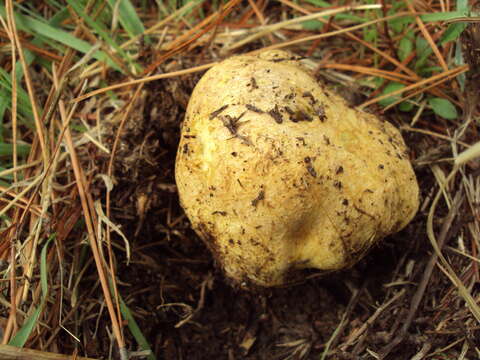 صورة Rhizopogon occidentalis Zeller & C. W. Dodge 1918