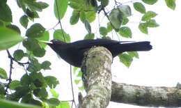 Image of Red-rumped Cacique