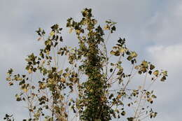 Image of common hop