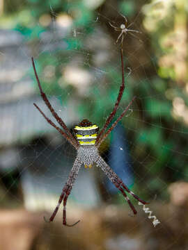 Image of Argiope pulchella Thorell 1881