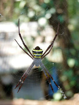 Image of Argiope pulchella Thorell 1881