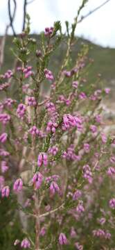 Image of Erica australis L.