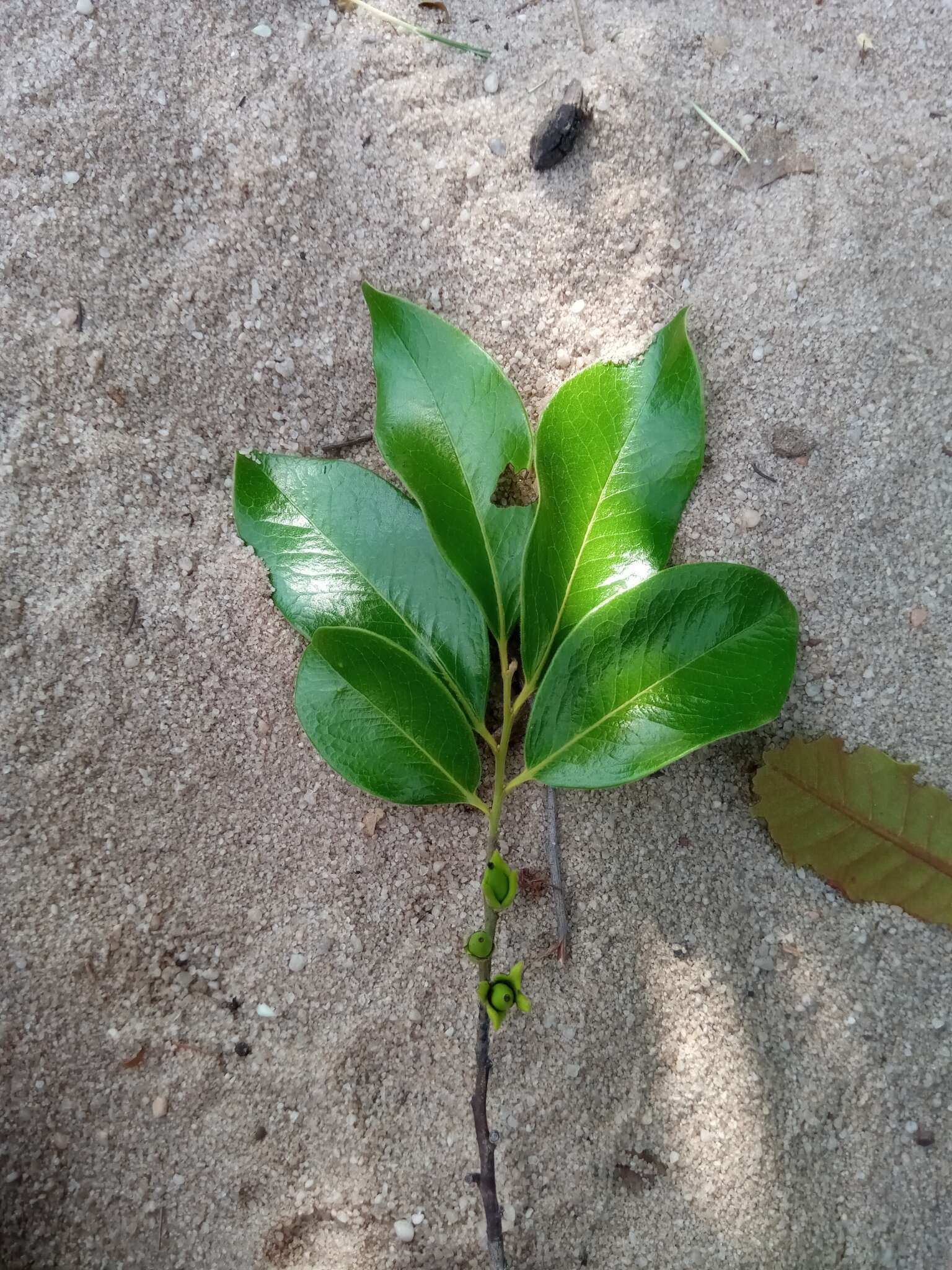 Sivun Diospyros tropophylla (H. Perrier) G. E. Schatz & Lowry kuva