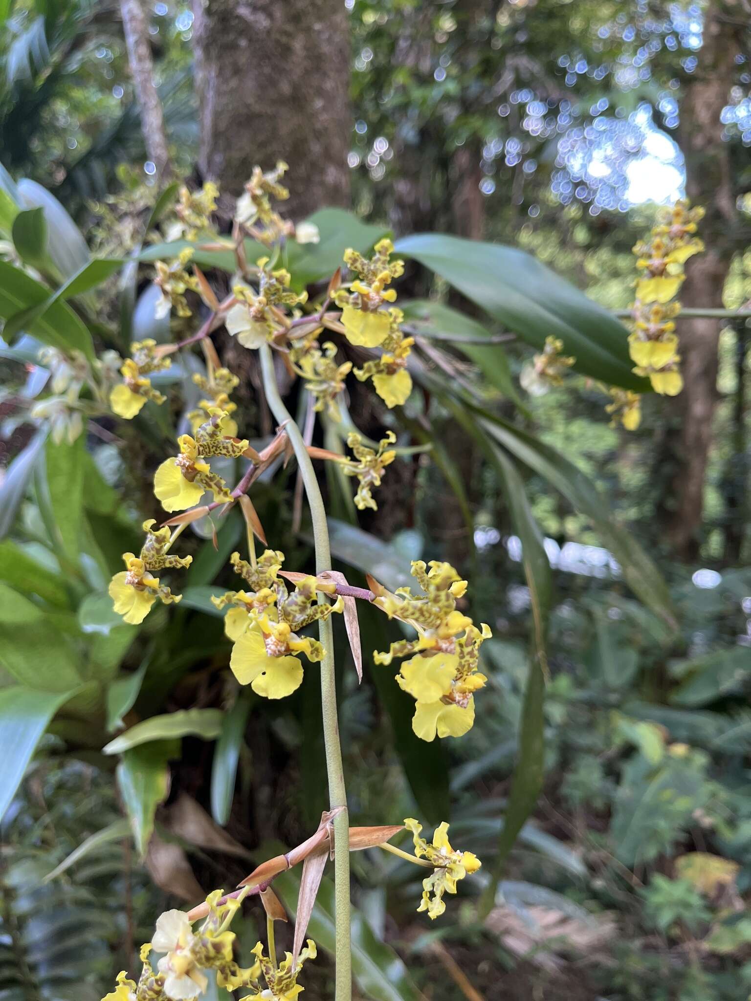 Plancia ëd Oncidium bracteatum Warsz. & Rchb. fil.