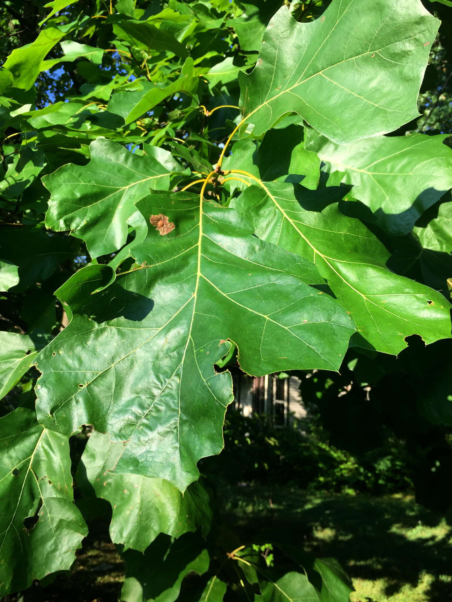 Image of Oak Blotch Miner